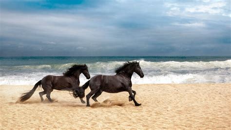 Running Horses On The Beach