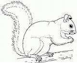 Preschool Squirrel Coloring Page  Home sketch template