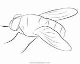 Fly Coloring Pages For Kids sketch template