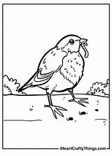 Red Robin Bird Coloring Page sketch template