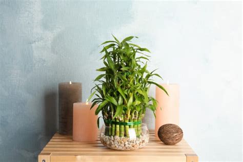 How to Grow and Care for Lucky Bamboo in Your Home