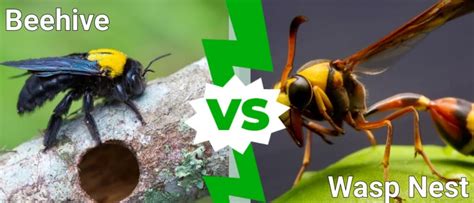 Beehive Vs Wasp Nest - A-Z Animals