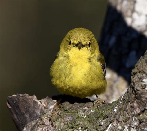 Pine Warbler - FeederWatch