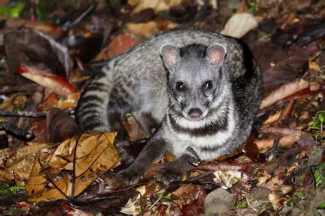 Civets Behavior - Worldwide Nature