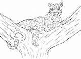 Pin Leopard Shark Colouring Pages  Coloring Home sketch template