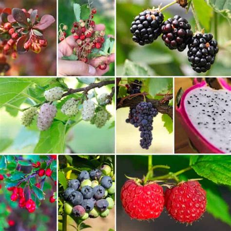 60 Wild Berries That Are Safe to Eat