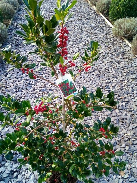 Beautiful Ilex J C Van Tol Holly Tree Covered in Berry - Large Bushy Specimen - Self-Fertile ...