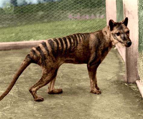 Is the Tasmanian Tiger still alive? | Werewolves