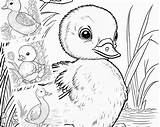 Duckling Coloring Pages For Kids sketch template