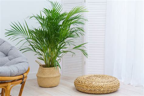 Areca Palm Care: Complete Guide On Growing Areca Palm - Garden Lovers Club