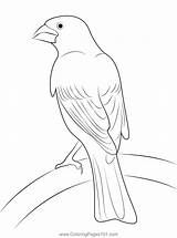 Purple Finch 11 Coloring Page For Kids  Free Finches Printable sketch template