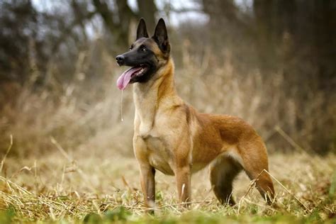 All Belgian Malinois Colors Explained – What Colors Are Up To The Breed Standard?