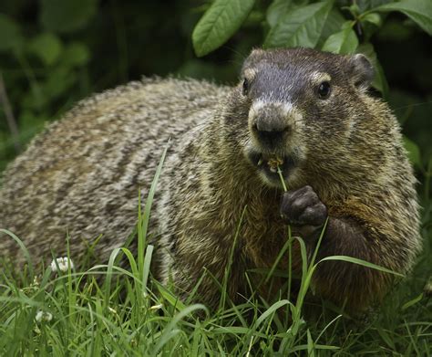 Groundhog Day 2018: Will the Groundhog See His Shadow? | Old Farmer's ...