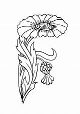 Best zinnia Flower coloring Page sketch template