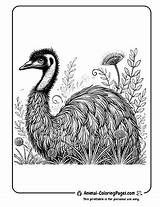 13 Emu Coloring Pages  Free Printable sketch template