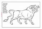 Collection Of Bull Coloring Pages  Free Printable sketch template