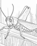 Grasshopper Coloring Sheets Free  Printable sketch template