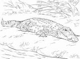 Free Printable Crocodiles Coloring Pages Pictures  sketch template