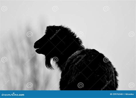 Goat silhouette stock photo. Image of buck, male, leader - 29976348