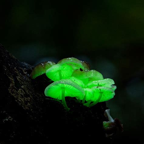 Glow-in-the-Dark Mushrooms Growing Kit - The Green Head