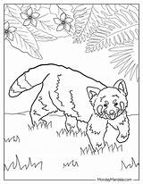 20 Red Panda Coloring Pages Free PDF Printables sketch template