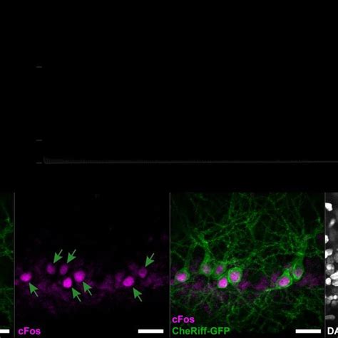 Schematic of the axon-hillock circuit [4]. | Download Scientific Diagram