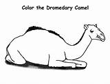 Camel Coloring Pages Camels Colouring Print Printable Bactrian Drawing  sketch template