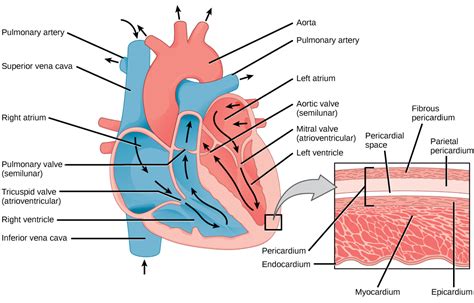 Structure of the Heart | Biology for Majors II