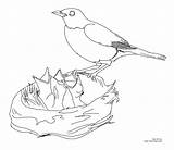 Robin Feeding Baby Birds Coloring Page sketch template