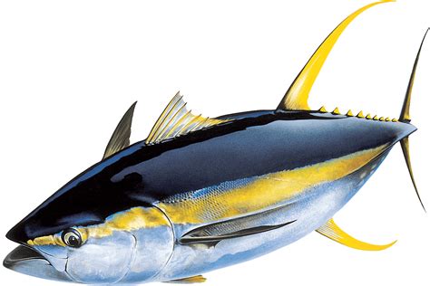 Yellowfin Tuna Wallpapers - Wallpaper Cave