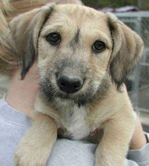 A mutt puppy for the yard | Mutt puppies, Mutt dog, Cute puppies golden retriever