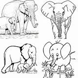 25 Free Elephant Coloring Pages For Kids And Adults sketch template