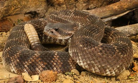 The Venomous Snakes Slithering Around America