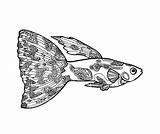 Guppy Fish Coloring Page sketch template