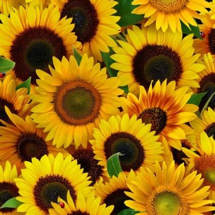 Sunflowers - 714329282992