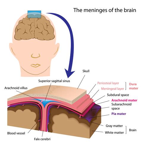 069 The Meninges of the Central Nervous System - Interactive Biology, with Leslie Samuel