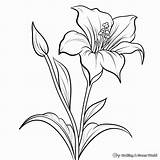 Lily Coloring Pages  Free & Printable sketch template