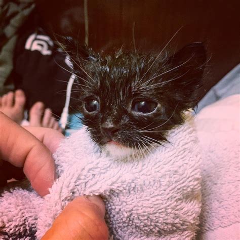 Runty Kitten Chooses His Rescuers to Be His Family for Life - Love Meow