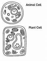 Engaging Cell Coloring Worksheets For Biology Education  Fun And sketch template