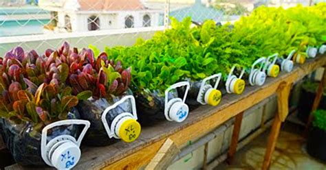 How to grow mustard greens and other plants in recycled plastic bottles – Artofit