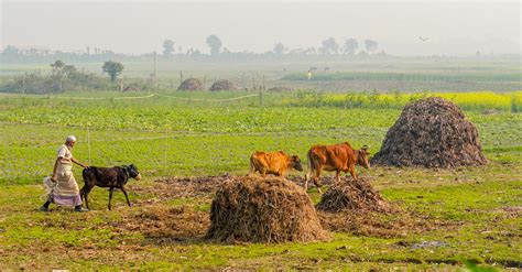 Village Life, Bangladesh ~ Ex-Cook