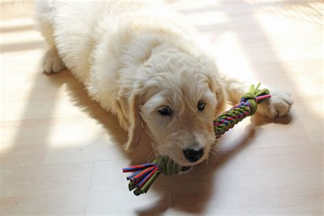TUTORIAL: Make washable, eco-friendly chew toys for your dog! – This Blog Is Not For You