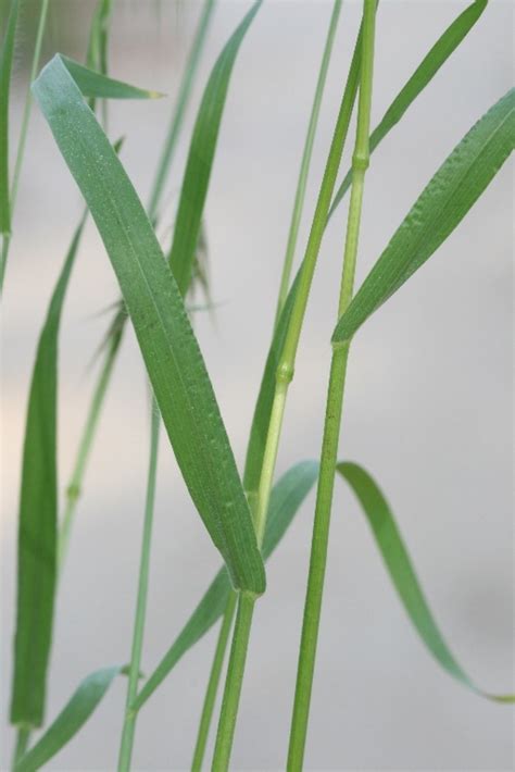 Bromus tectorum (cheat brome, cheatgrass): Go Botany