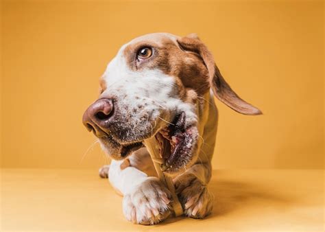 Free Photo | Front view funny dog eating a bone