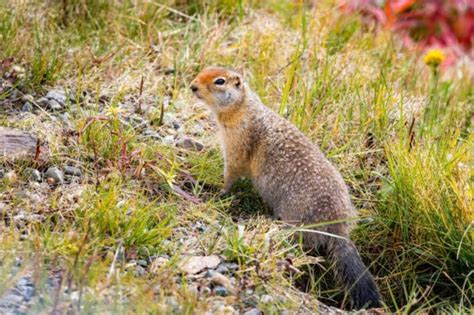 Denali National Park Wildlife: 10 TOP Animals to Spot - National Parks Mom