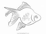 Pearl Goldfish Coloring Page For Kids  Free Goldfishes Printable sketch template