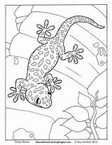 Gecko Coloring Pages & Books  100% FREE And Printable sketch template