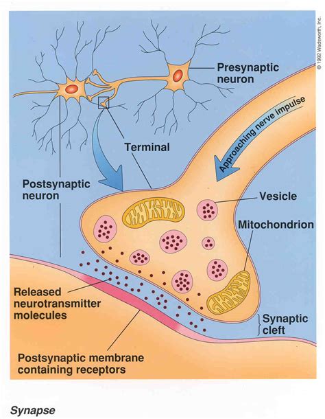 MyBiologyPal: Synapse & transmission of information