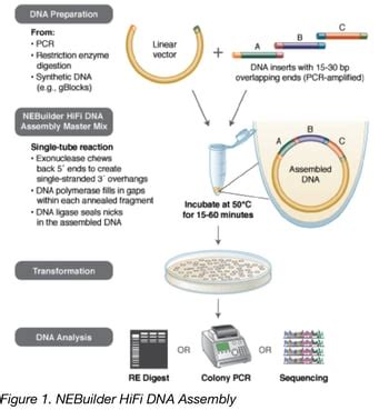 Pushing the Limits of DNA Assembly