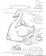Farm Animal Coloring Pages  Printable Ducks In The pond Page sketch template